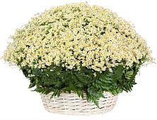 Цветочная композиция из Ромашки в корзине #REPLACE_PRED# Увельском